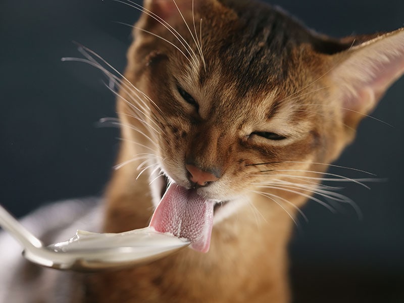 Mèo có ăn được sữa chua không? Câu trả lời chắc chắn nhất cho các Sen 