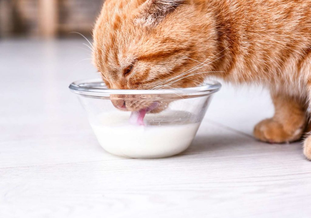 Mặc dù mèo có thể ăn sữa chua, nhưng đó không phải là món ăn lý tưởng cho tất cả các con mèo