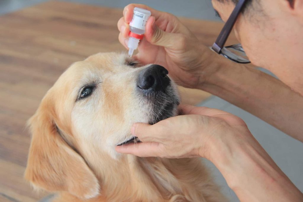 Duy trì việc chăm sóc và vệ sinh mắt cho chó hàng ngày
