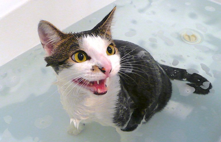Cách tắm cho mèo đơn giản tại nhà