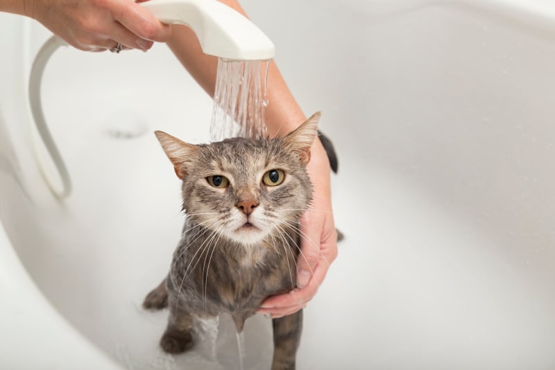 Bật mí cách tắm cho mèo dễ thực hiện ngay tại nhà