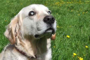 Mắt chó bị đục: Đâu là nguyên nhân và cách phòng tránh hiệu quả