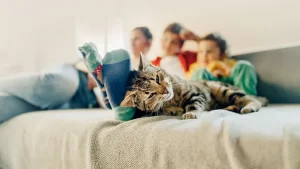 Mèo ghét tiếng gì nhất “hệ mặt trời”, liệu Sen có biết?