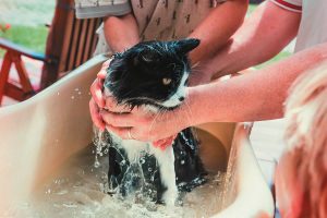 Tắm cho mèo: Có thực sự cần thiết hay chỉ là “chuyện hoang đường”