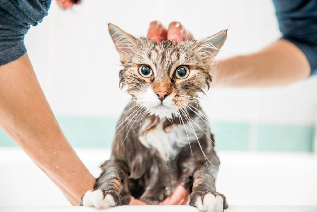 Tắm là điều bắt buộc nếu mèo của bạn mắc phải thứ mà chúng không nên ăn.