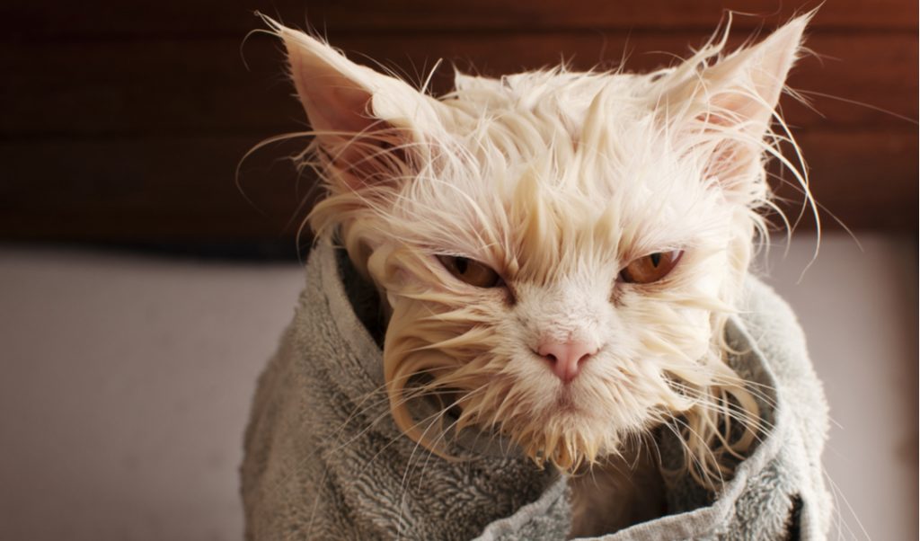 Tắm cho mèo: Có thực sự cần thiết hay chỉ là “chuyện hoang đường”  