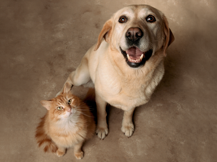Chó và mèo không phải là những loài duy nhất có tính khí và đặc điểm tính cách khác nhau