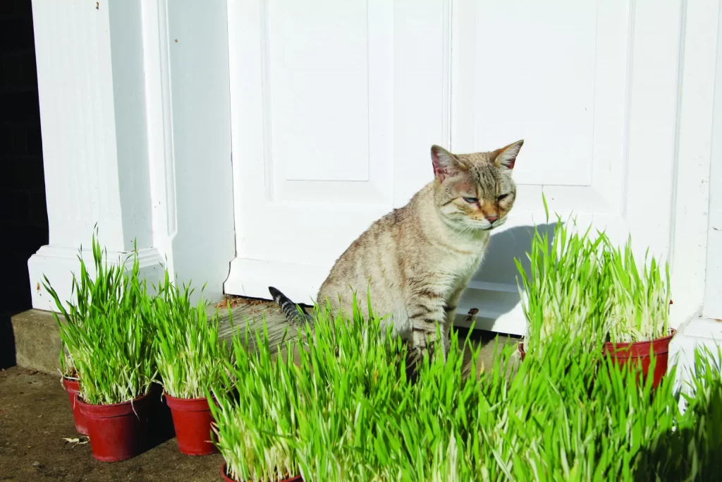 Mèo ăn cỏ một phần vì chúng cảm thấy ngon miệng và thích thú