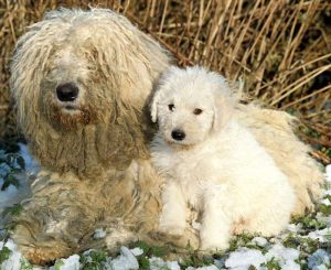 List 7 giống chó không rụng lông cực kỳ độc lạ