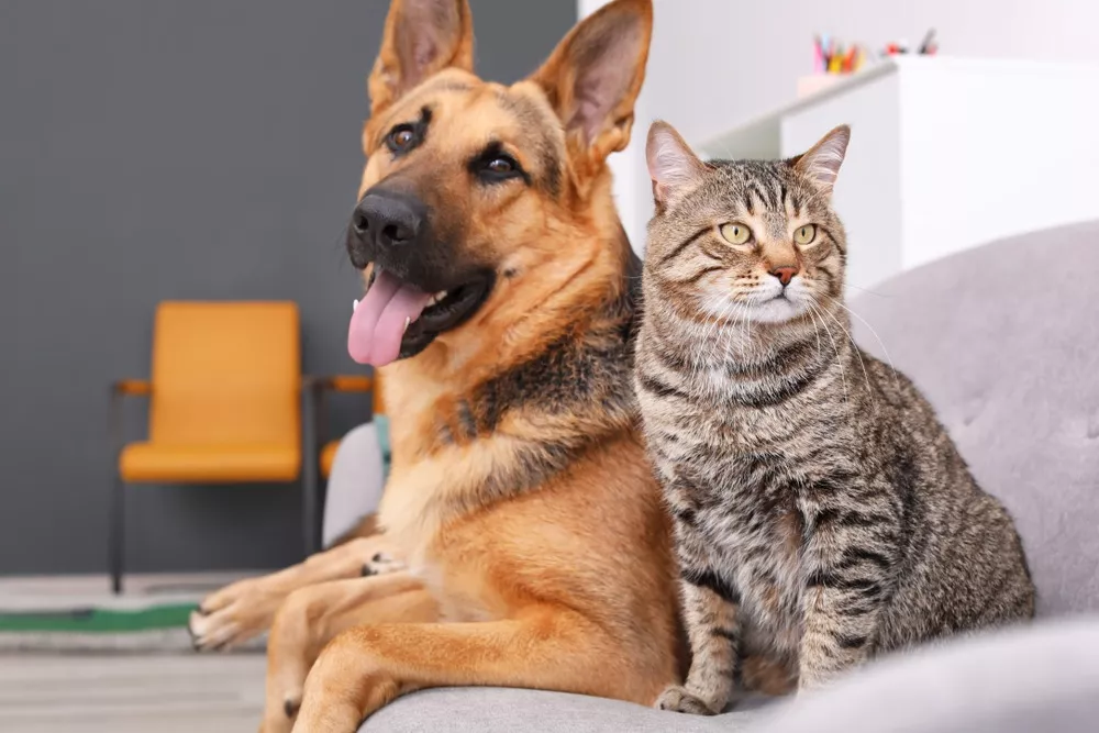 Chó và mèo: Ai thông minh hơn? 