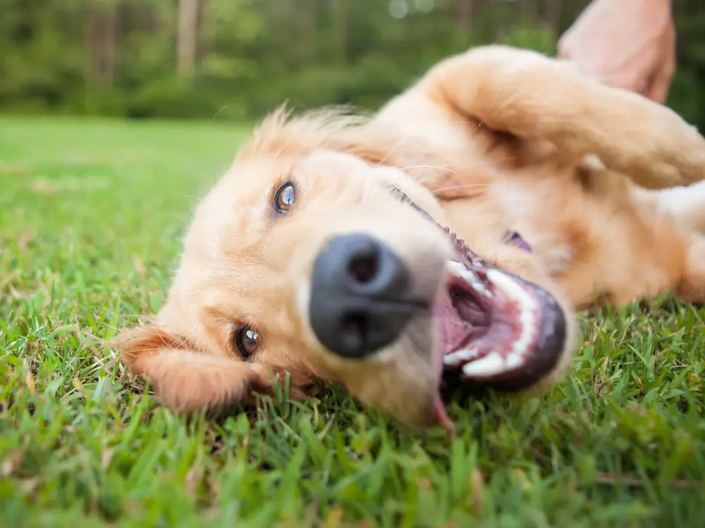 Chó có khứu giác đáng kinh ngạc và có thể phân biệt giữa các mùi vị khác nhau.