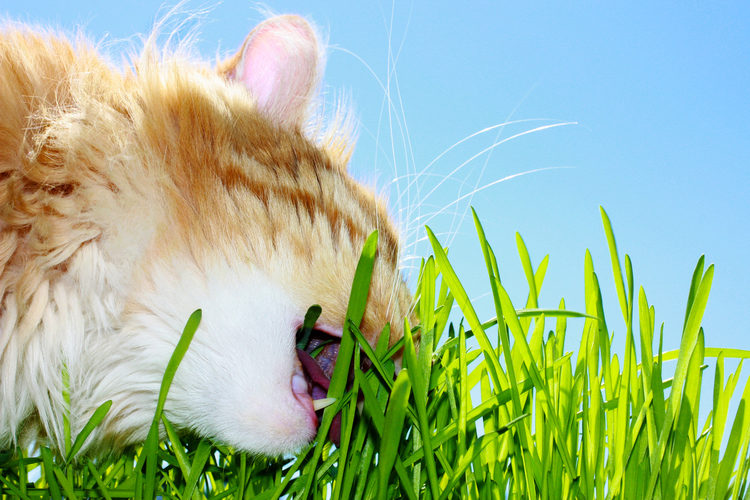 Mèo con ăn cỏ mèo nhiều hơn vì hệ thống miễn dịch của chúng không đủ mạnh để tiêu diệt giun ký sinh
