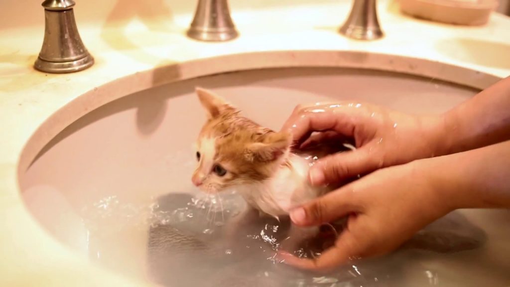 Có nên tắm cho mèo con: Câu trả lời có thể khiến bạn bất ngờ 