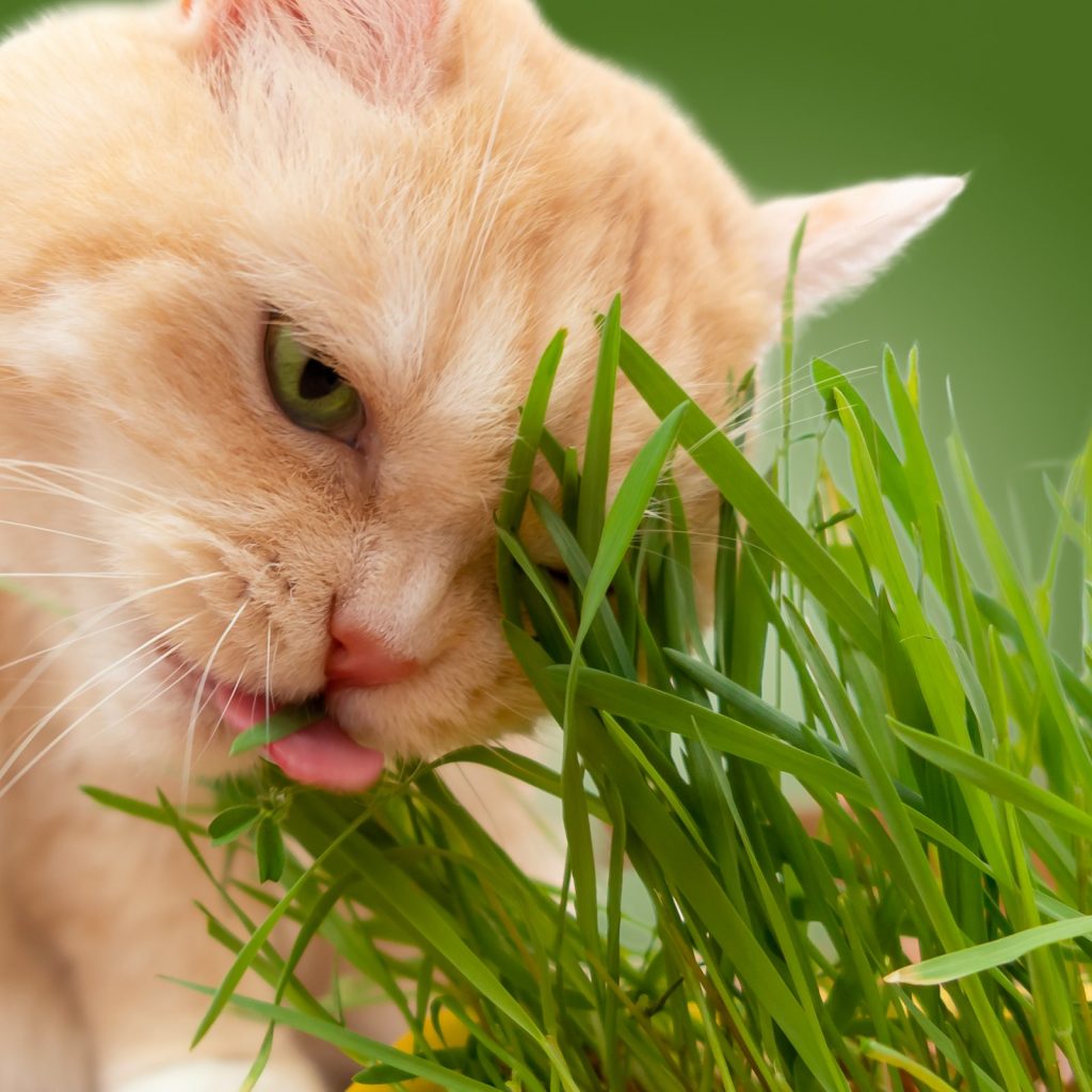 Cỏ mèo là gì? Vì sao mèo ăn thịt nhưng lại thích gặm cỏ? 