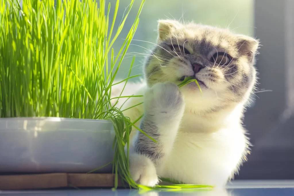 Cỏ mèo có tác dụng gì? Tại sao mèo lại “phát điên” vì món “salad xanh” này 