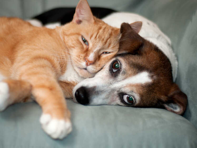 Chó và Mèo: Đâu là thú cưng phù hợp với bạn nhất