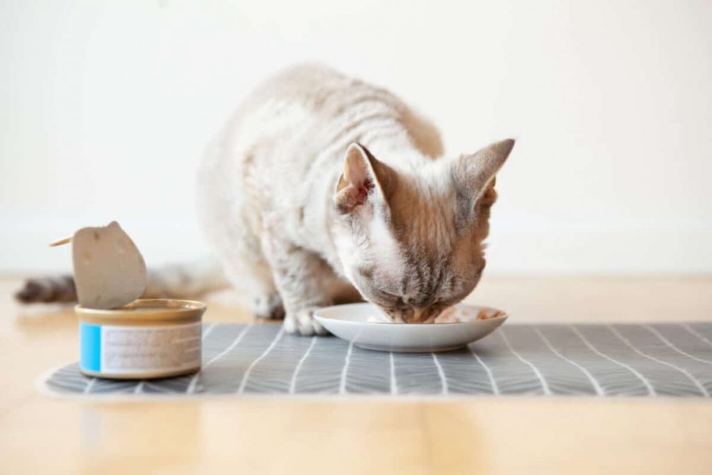 Hầu hết mèo con sẽ sẵn sàng để làm quen với thức ăn ướt khi được 4 tuần tuổi.