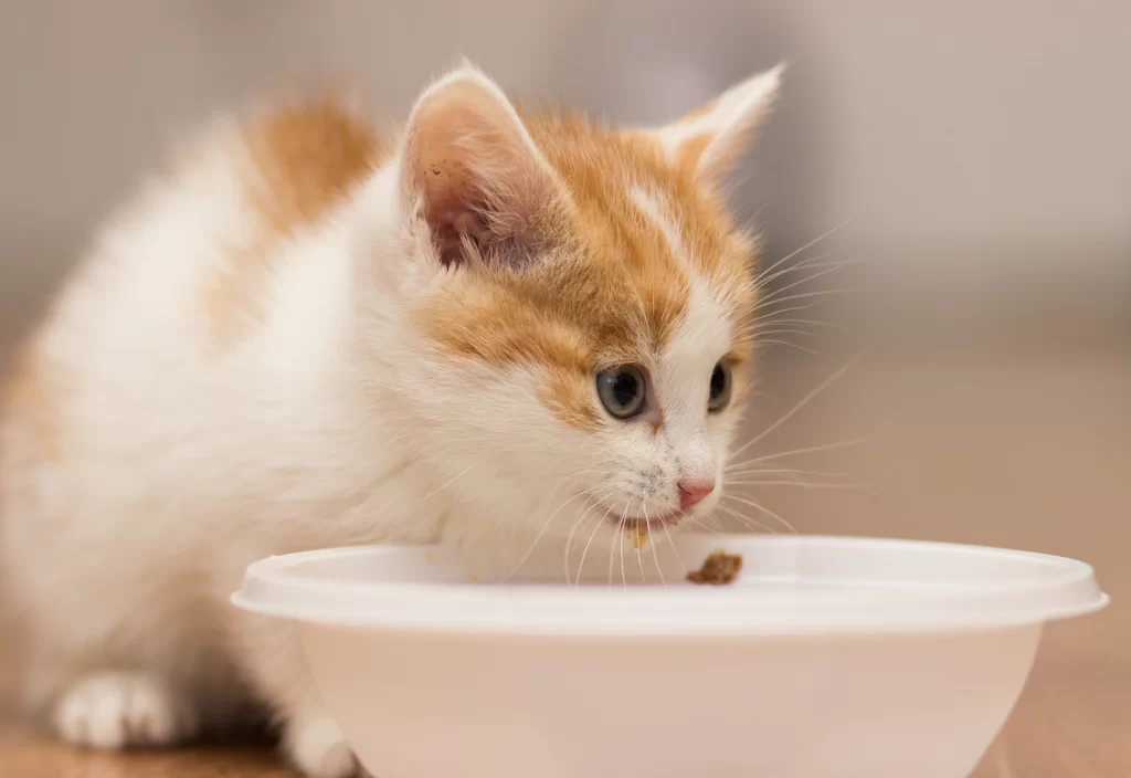 Giải đáp thắc mắc: mèo con bao lâu thì ăn được?