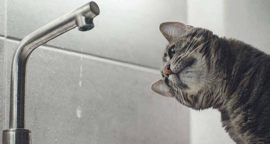 Một số con mèo chỉ đơn giản là không thích vị trí đặt đĩa nước của chúng