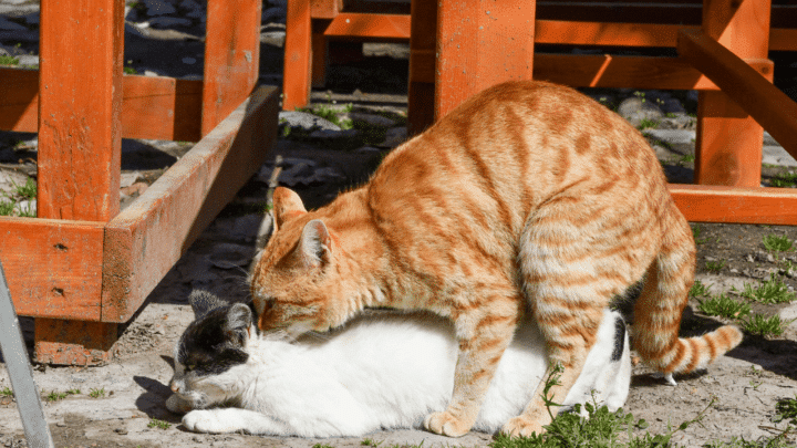 Mèo đực cắn cổ mèo cái - có tác dụng xoa dịu, ngăn mèo cái tấn công