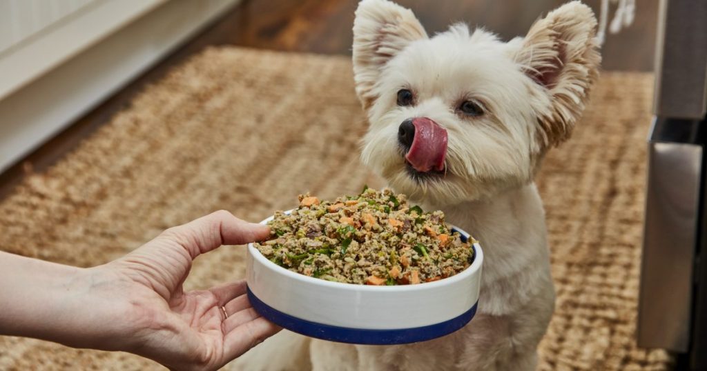 Chó nhỏ có miệng và răng nhỏ hơn, vì vậy chúng cần thức ăn dễ ăn và dễ tiêu hóa hơn như pate 