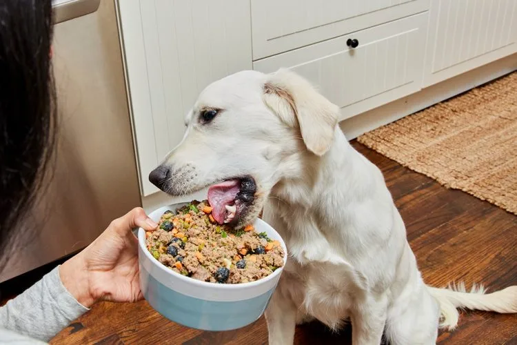 Protein trong thức ăn chó có khả năng là thủ phạm gây dị ứng