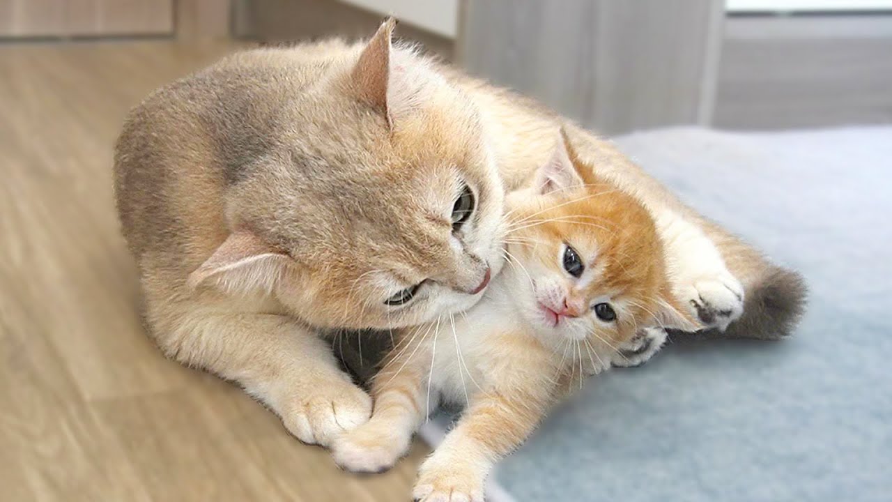 những điều kiêng kỵ khi mèo đẻ