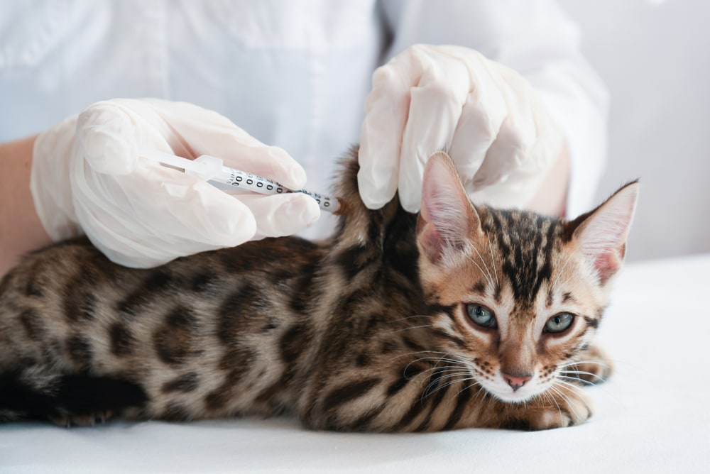 Tiêm vacxin cho mèo từ khi mèo được 8 tuần tuổi để phòng ngừa bệnh