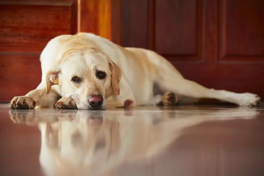 Mách Sen 5 cách chữa chó bị nôn bỏ ăn tại nhà hiệu quả 