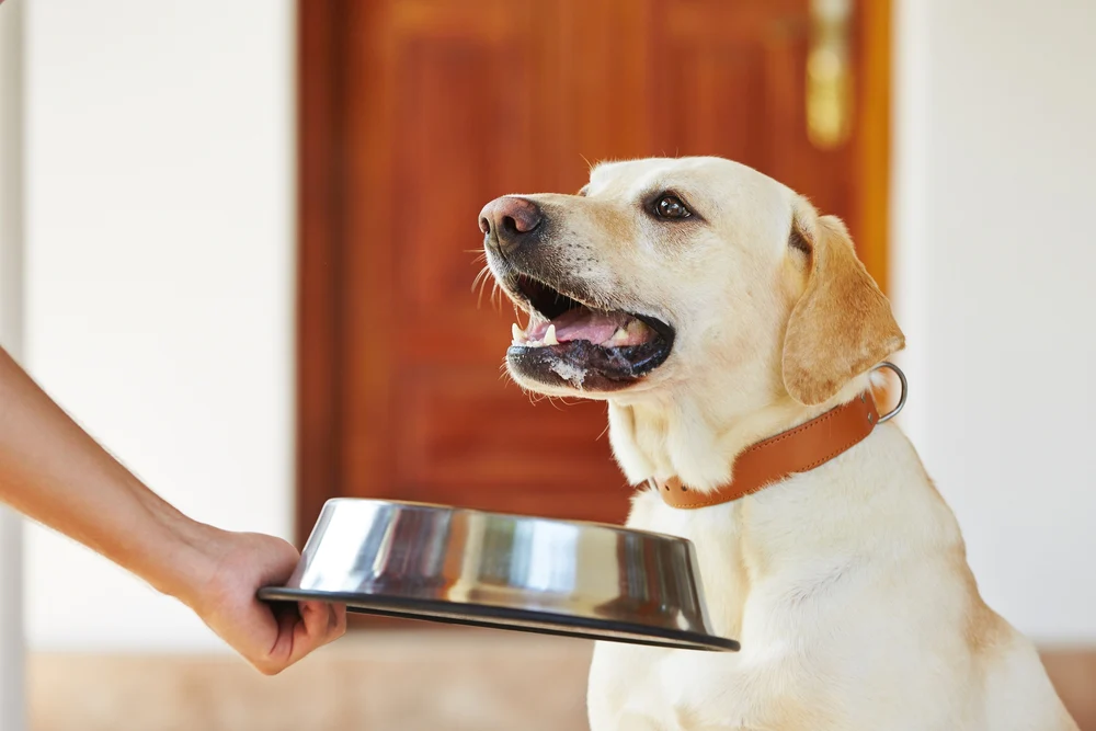 Bổ sung thêm chế độ ăn cho chó bằng chất xơ