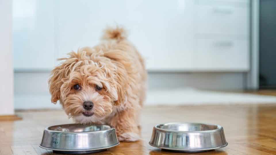 Giống chó nhỏ cần một chế độ ăn không chỉ đầy đủ dưỡng chất mà còn phải đúng và hợp lý
