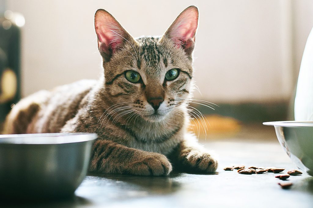  Mèo không chịu ăn hạt, đâu là lý do thực sự? 