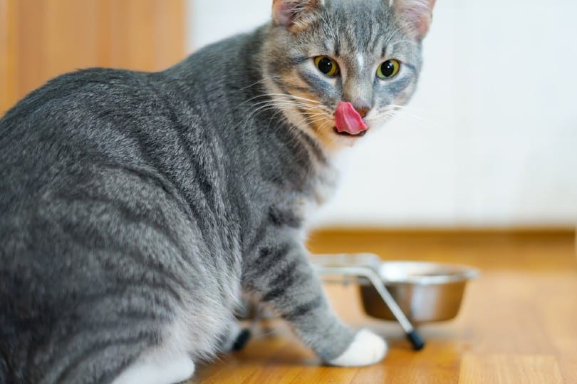 Mèo không chịu ăn hạt vì cơ thể đang mất nước 