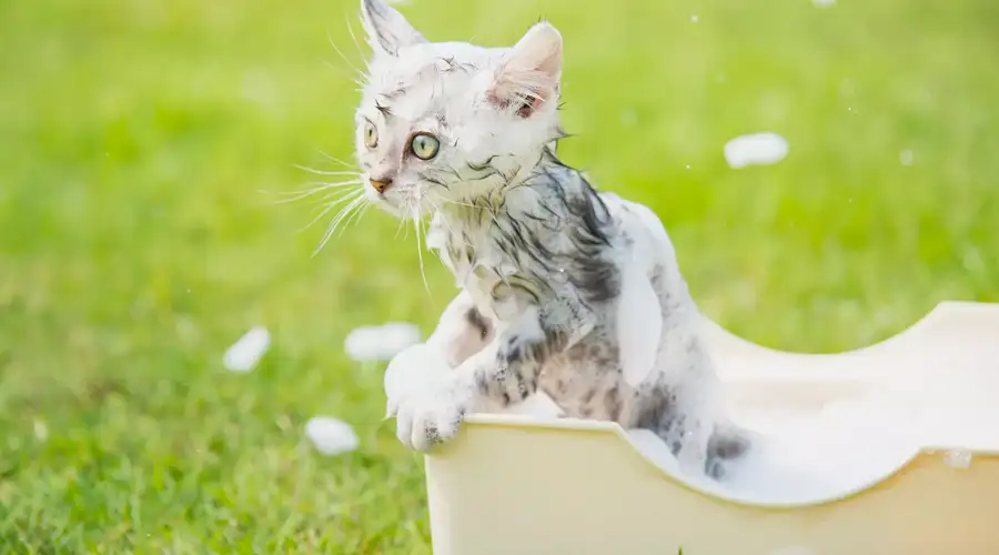 “Hiến kế” cho Sen: 4 bước tắm cho mèo con suôn sẻ 