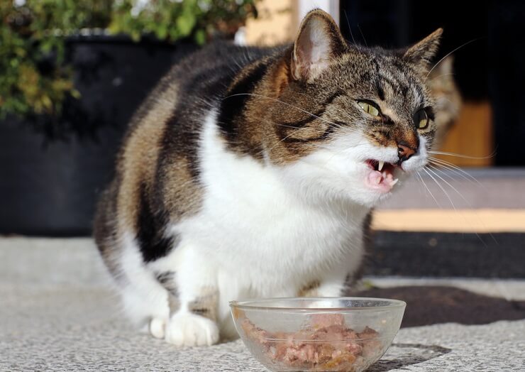 Thức ăn ướt dễ tiêu hóa đối với nhiều con mèo lớn tuổi