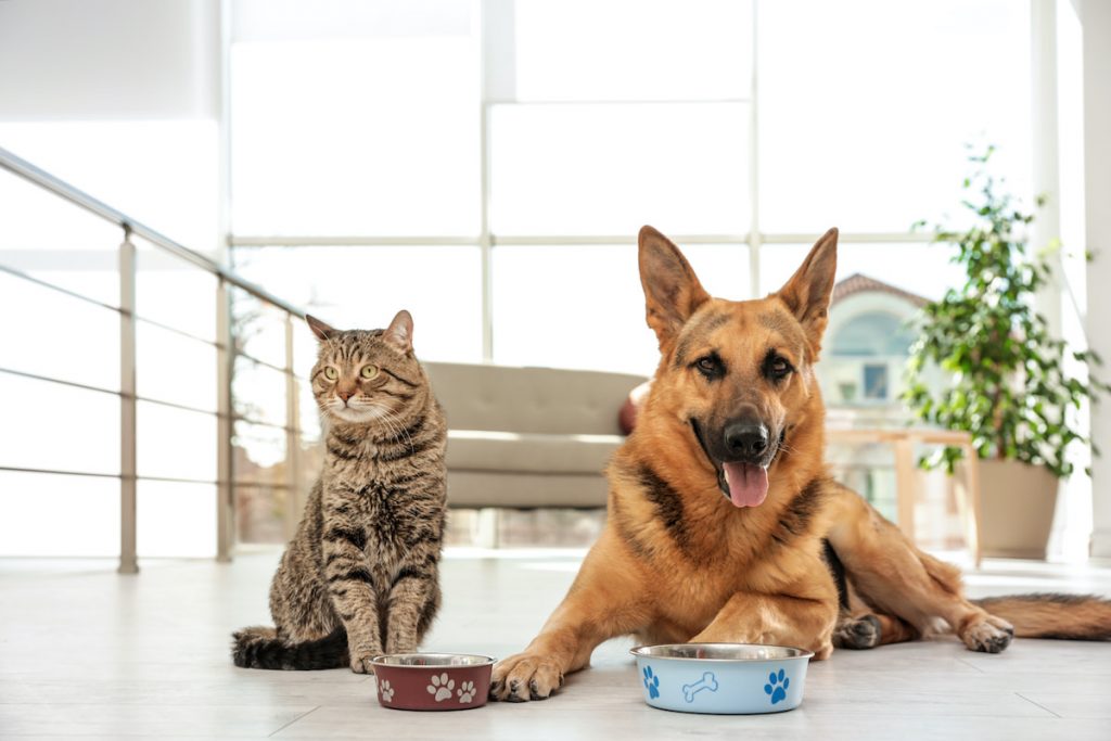 “Tấm chiếu mới” cần “nằm lòng” điều gì trước khi nhập sỉ thức ăn chó mèo? 