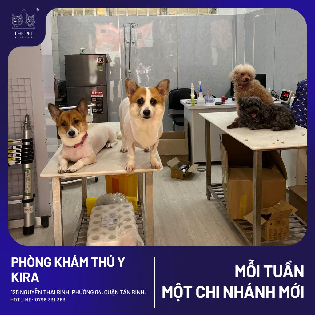 THÔNG BÁO THAY ĐỔI ĐỊA ĐIỂM PHÒNG KHÁM THÚ Y KIRA VET CLINIC 3 KIRA1