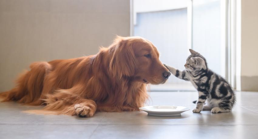 Xu hướng tìm kiếm “thức ăn cho chó mèo” đã tăng lên theo thời gian.