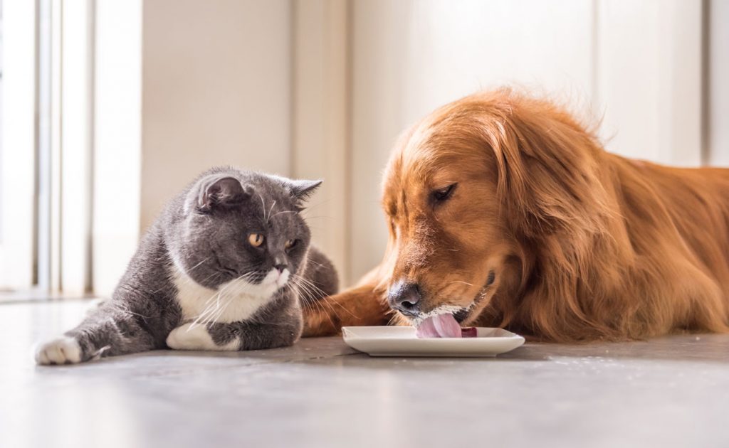 KHAI PHÁ nguồn hàng sỉ thức ăn chó mèo - BƯỚC ĐỘT PHÁ của ngành công nghiệp thú cưng 