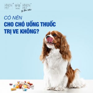 Có nên cho chó uống thuốc trị ve chó hay không?