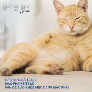 Mèo đi ngoài lỏng có màu phân bất thường cần chú ý điều gì?