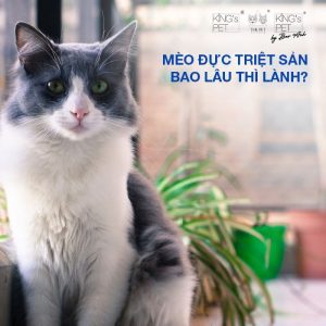 Mèo đực triệt sản bao lâu thì lành?