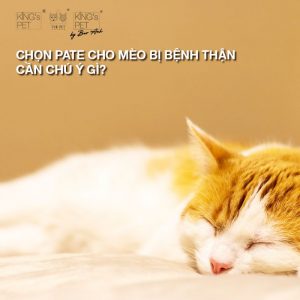 Tìm hiểu về những biến chứng và cách chọn pate cho mèo bệnh thận