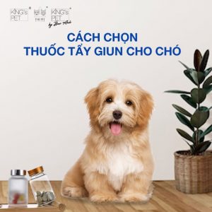 Cách lựa chọn thuốc tẩy giun cho chó mà Sen nên biết