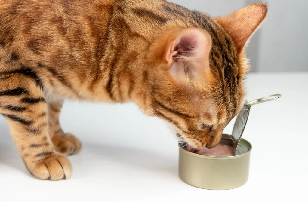 Một con mèo trưởng thành thông thường sẽ cần ăn 2-3 lon thức ăn mỗi ngày