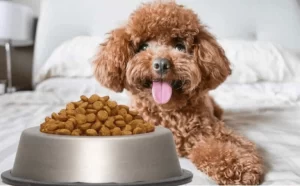 Chọn hạt cho chó Poodle - Sen cần quan tâm điều gì?