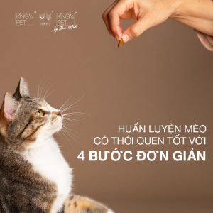 Hướng dẫn cách huấn luyện mèo có thói quen tốt với 4 bước đơn giản
