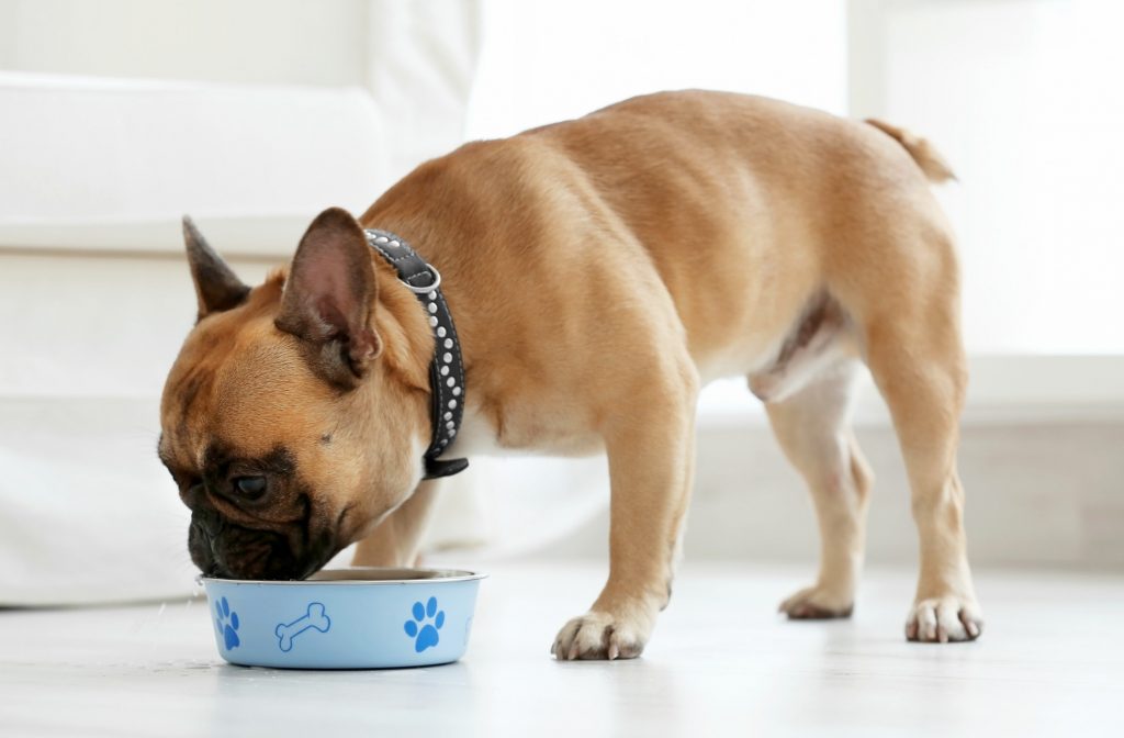 Tất tần tật về protein trong đồ ăn cho chó 