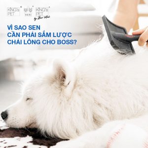 Tại sao lược chải lông chó lại quan trọng với chó của bạn?