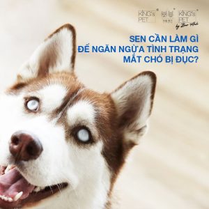 Mách sen cách chăm sóc, phòng ngừa mắt chó bị đục